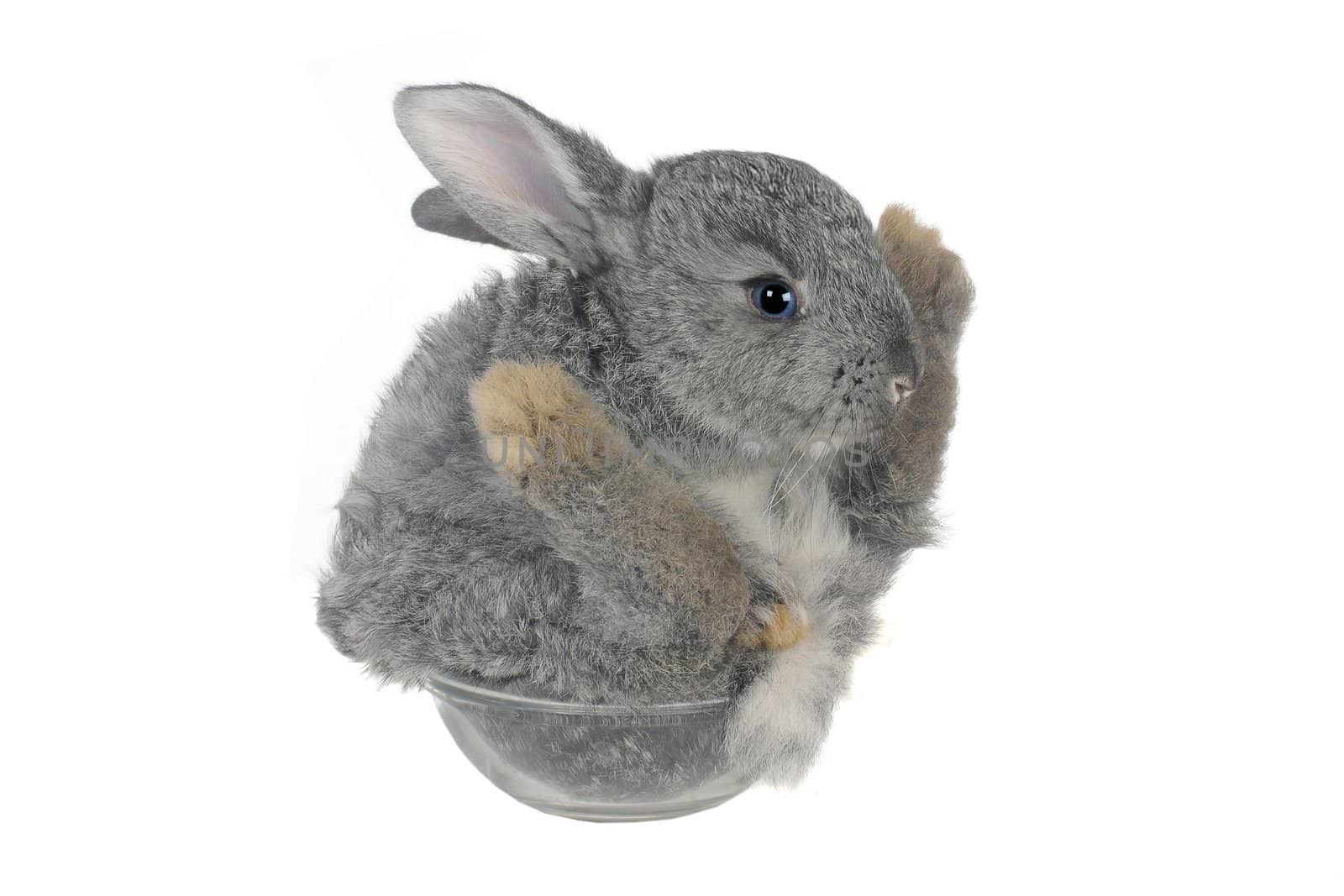 Sitting, a rabbit on a white background