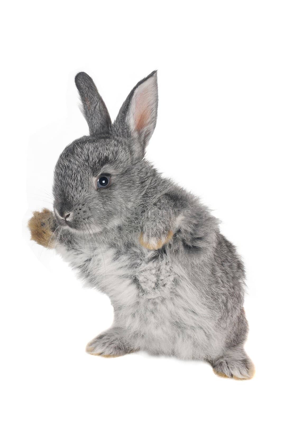 standing gray rabbit with blue eyes