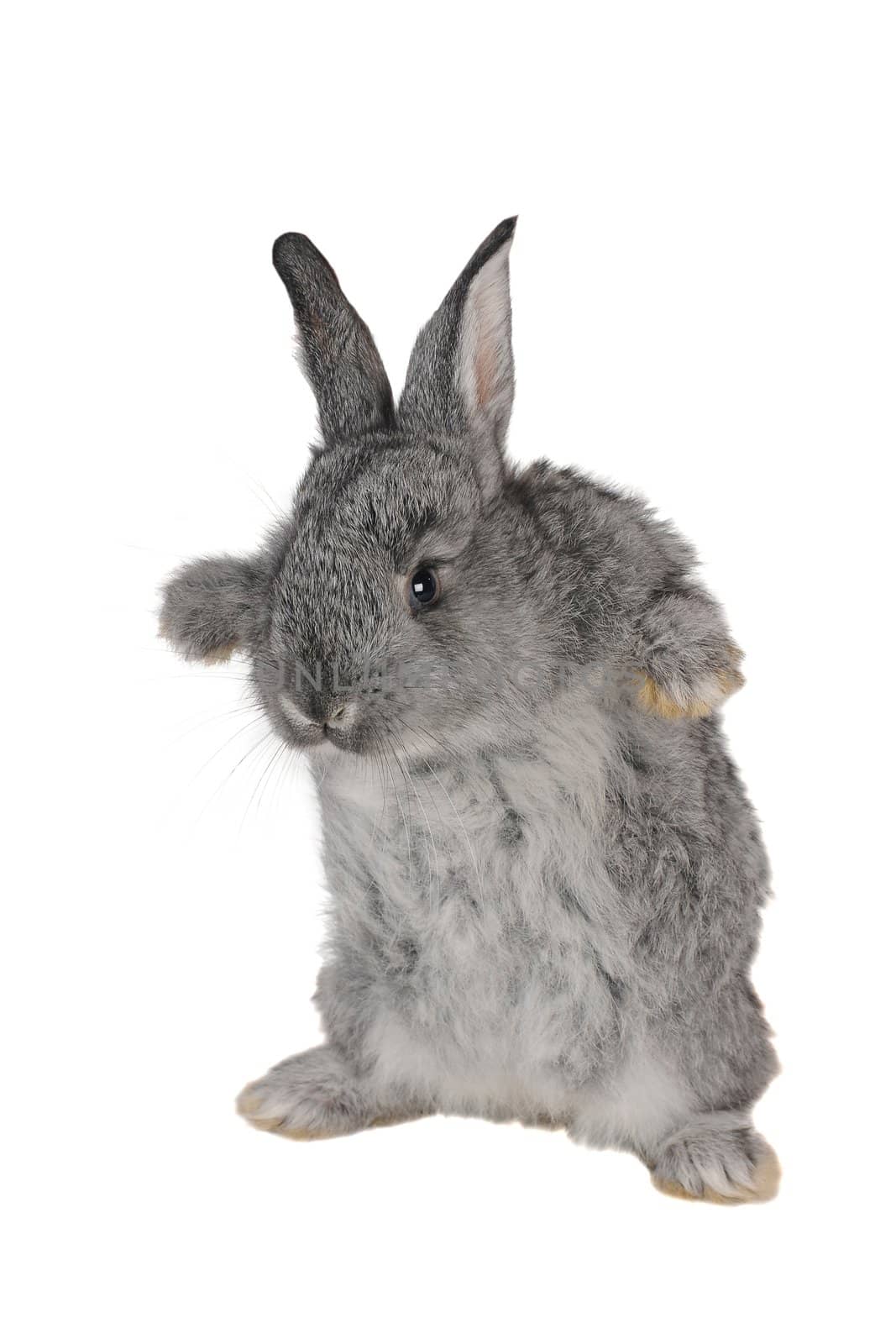 standing gray rabbit with blue eyes