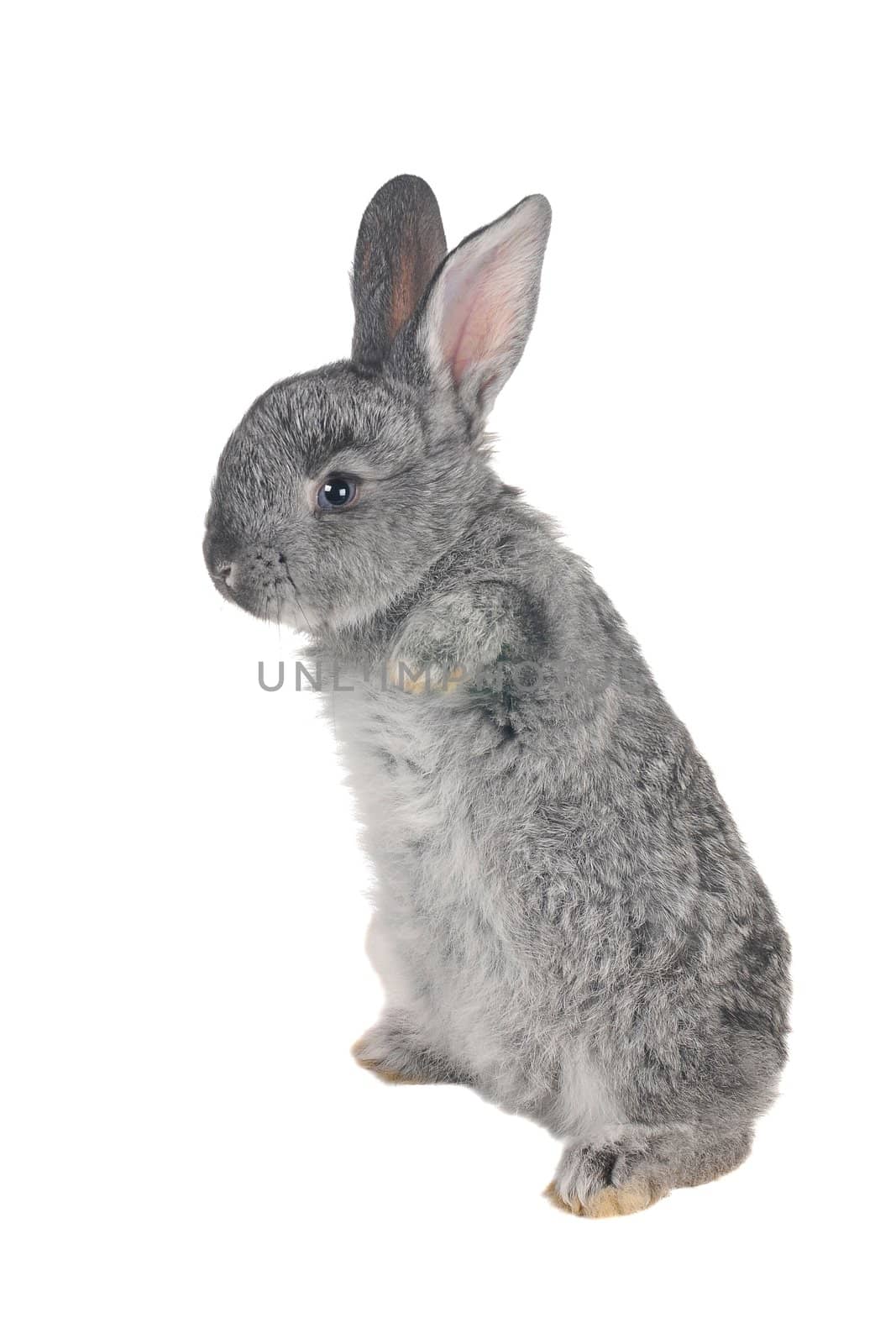 standing gray rabbit with blue eyes