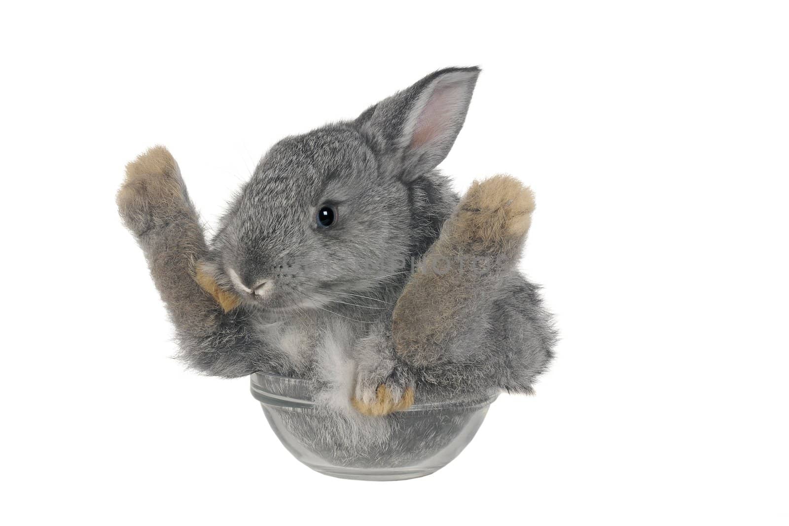 Sitting, a rabbit on a white background