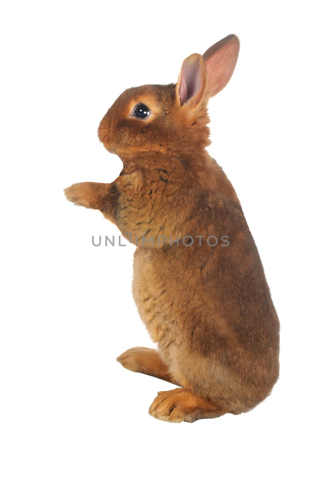 Standing, a rabbit on a white background