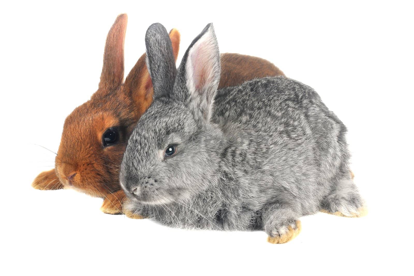 Two rabbits in front of white background