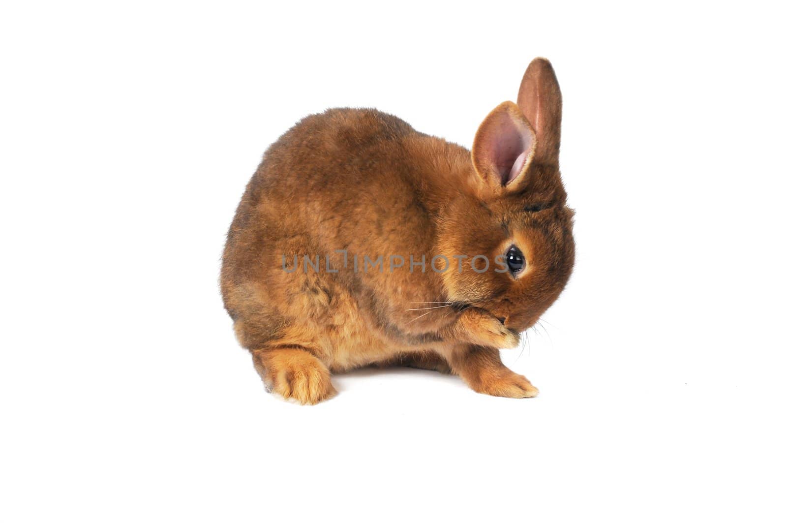 Brown Rabbit wash on white background   
wash