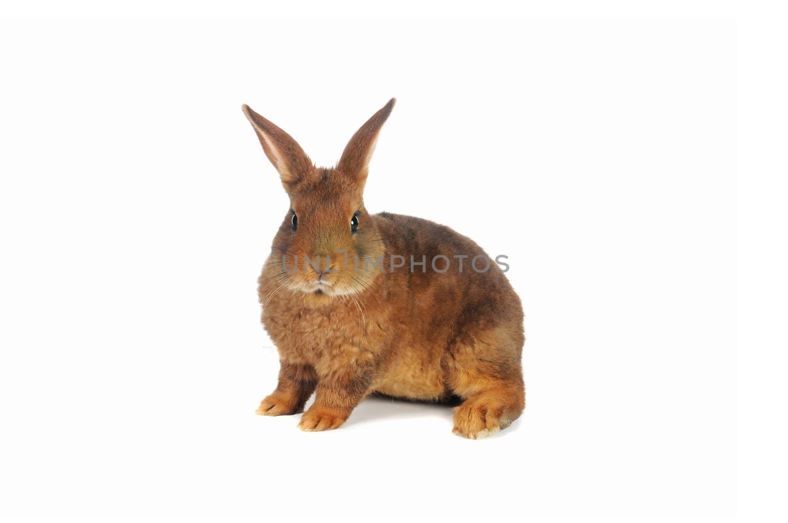 Brown Rabbit on white background