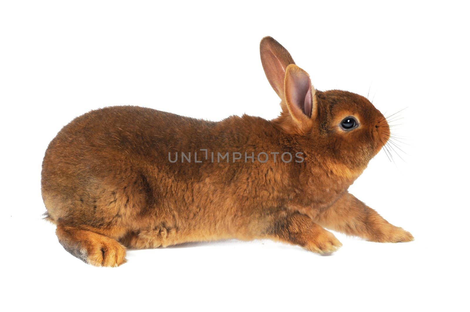 Brown Rabbit on white background