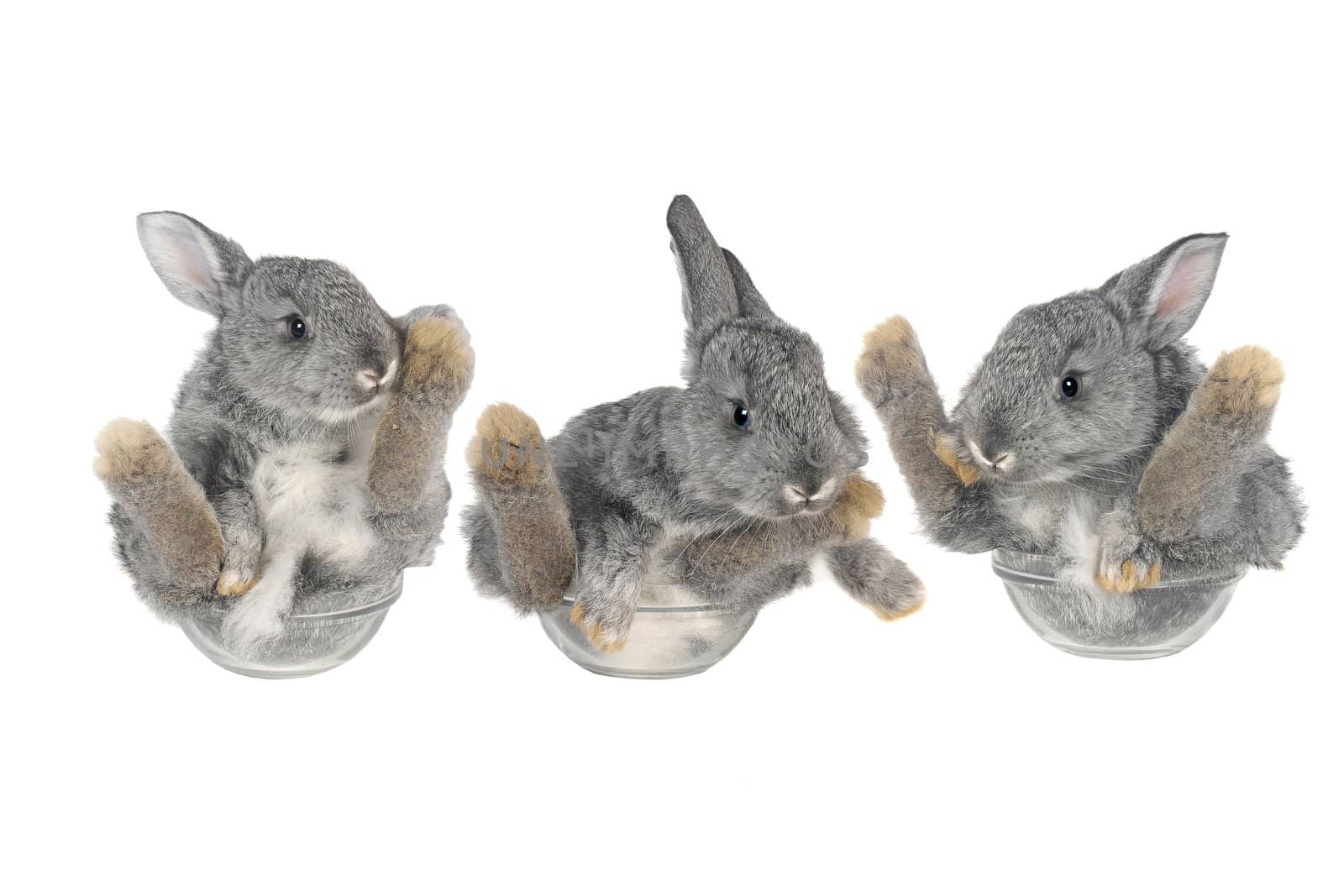 three sitting, a rabbit on a white background