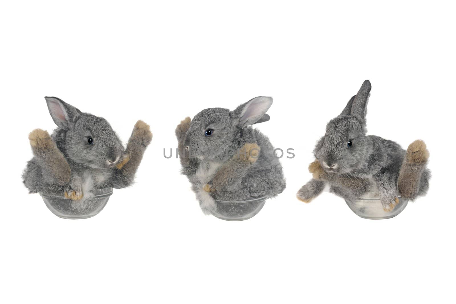 three sitting, a rabbit on a white background