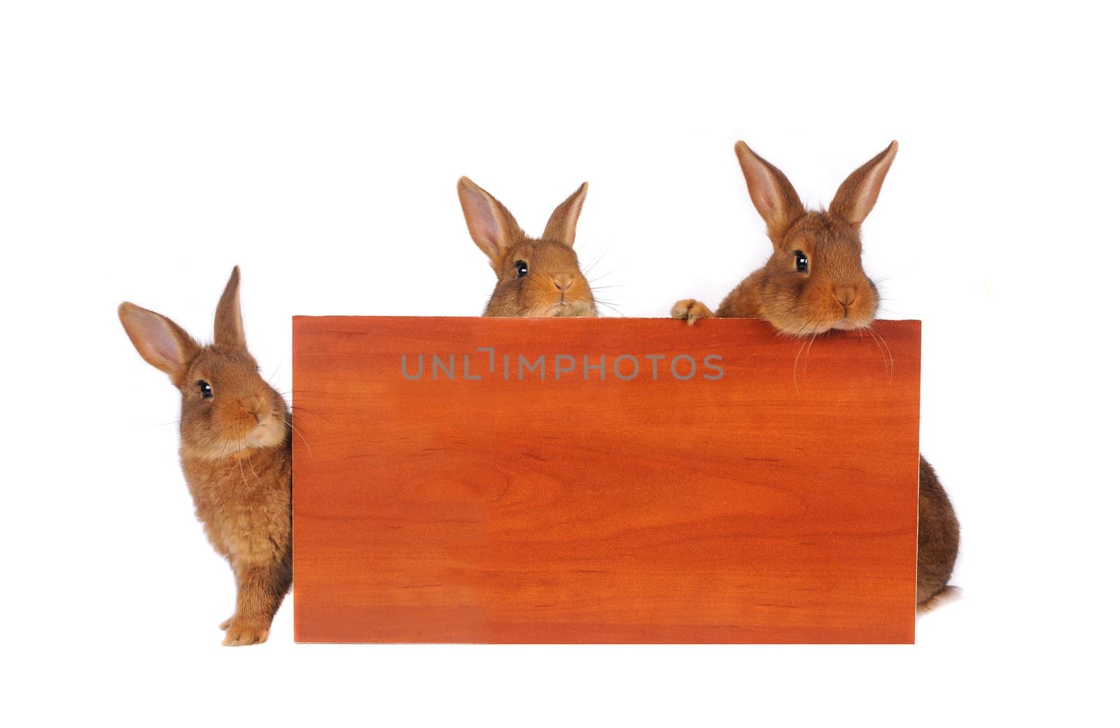 three rabbit with sheet for a text writing