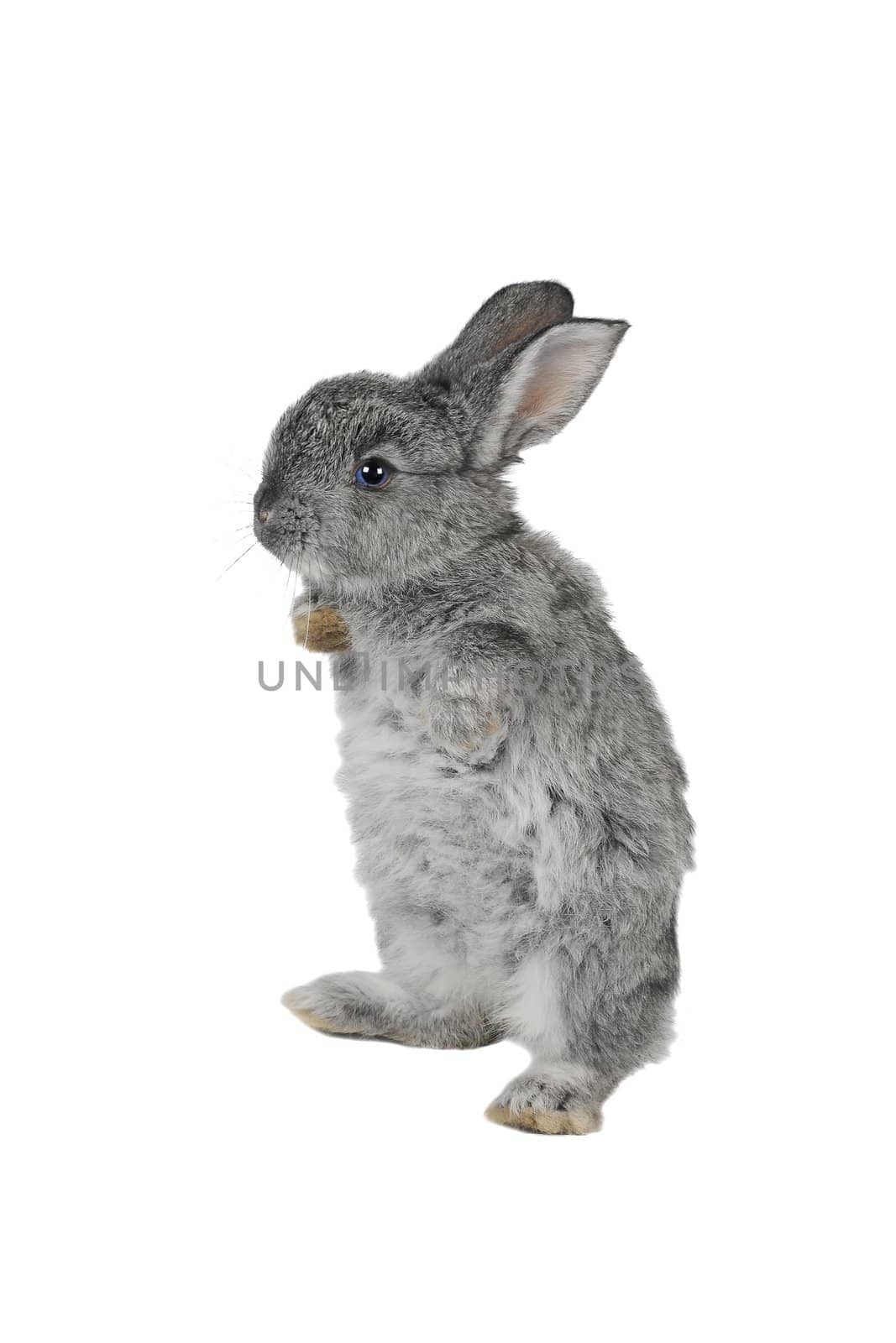 standing gray rabbit with blue eyes