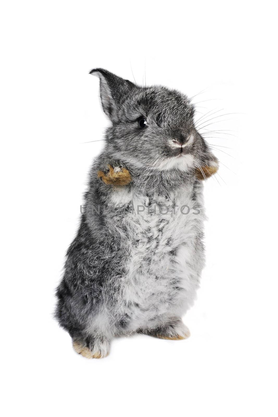 standing gray rabbit with blue eyes