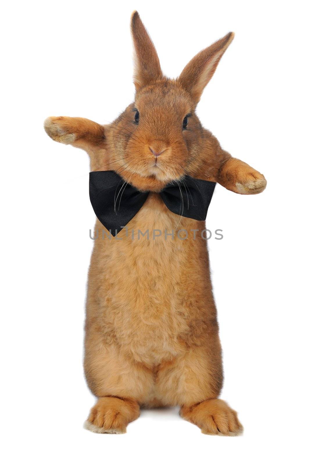 Standing, a rabbit on a white background