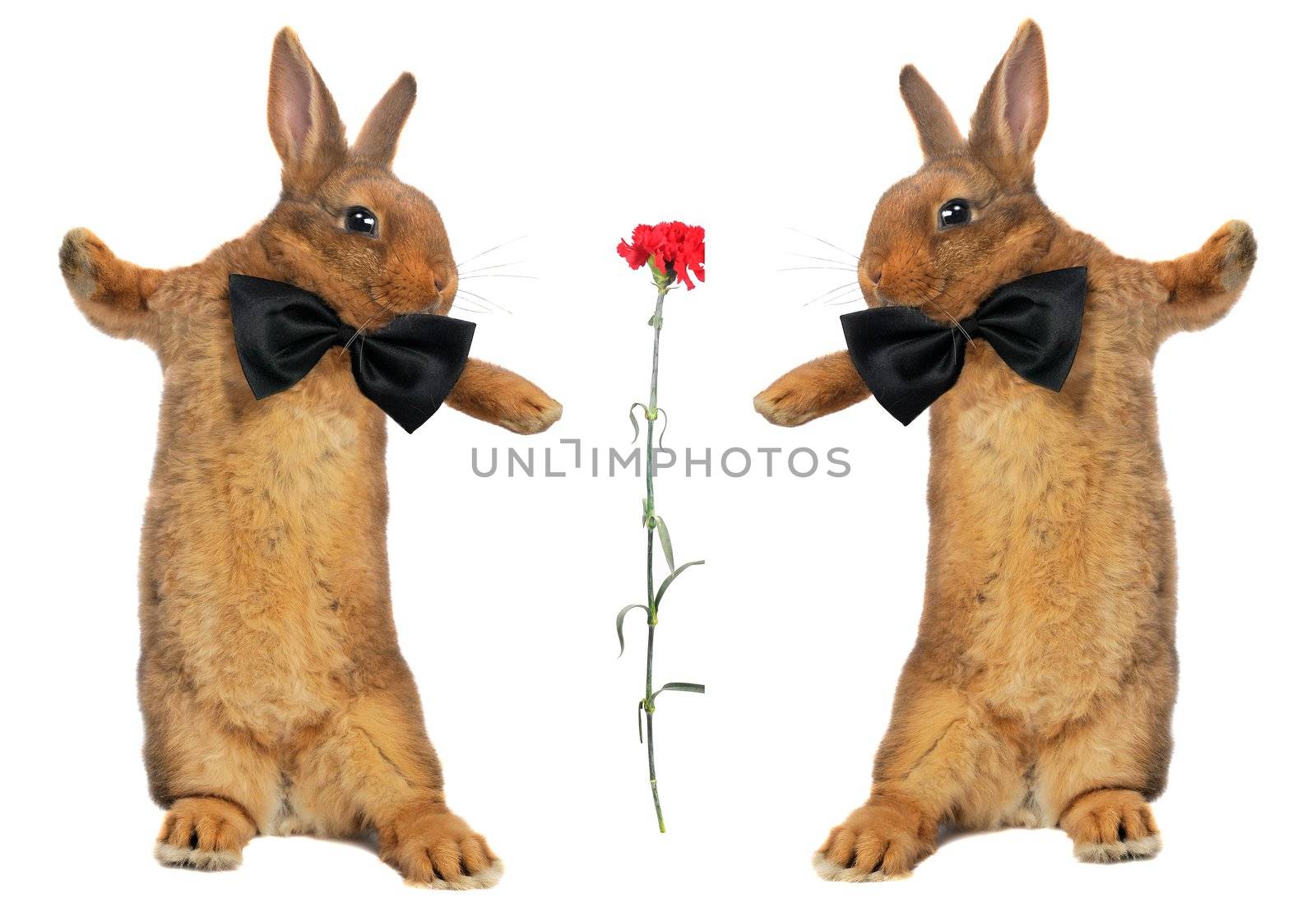 two standing, a rabbit on a white background