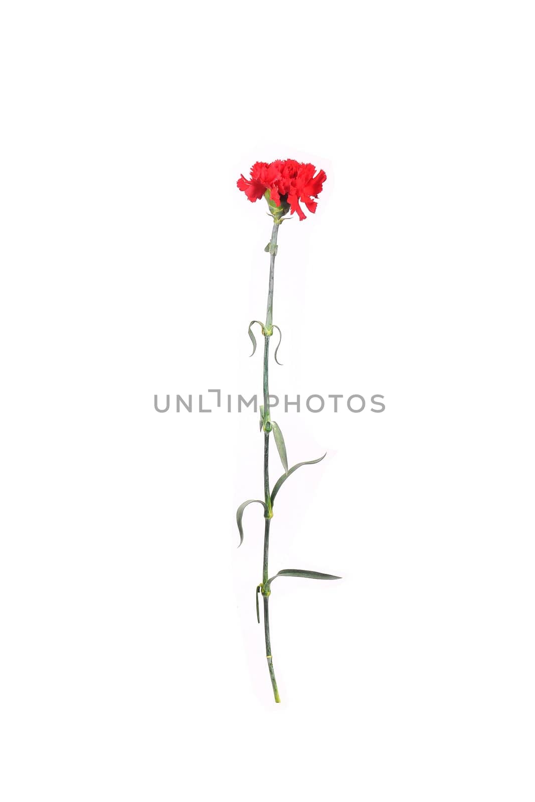 red carnation close-up on a white background