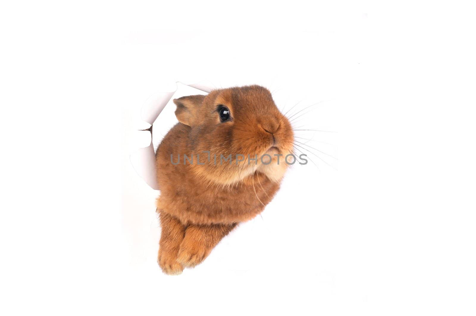 Brown Rabbit on white background