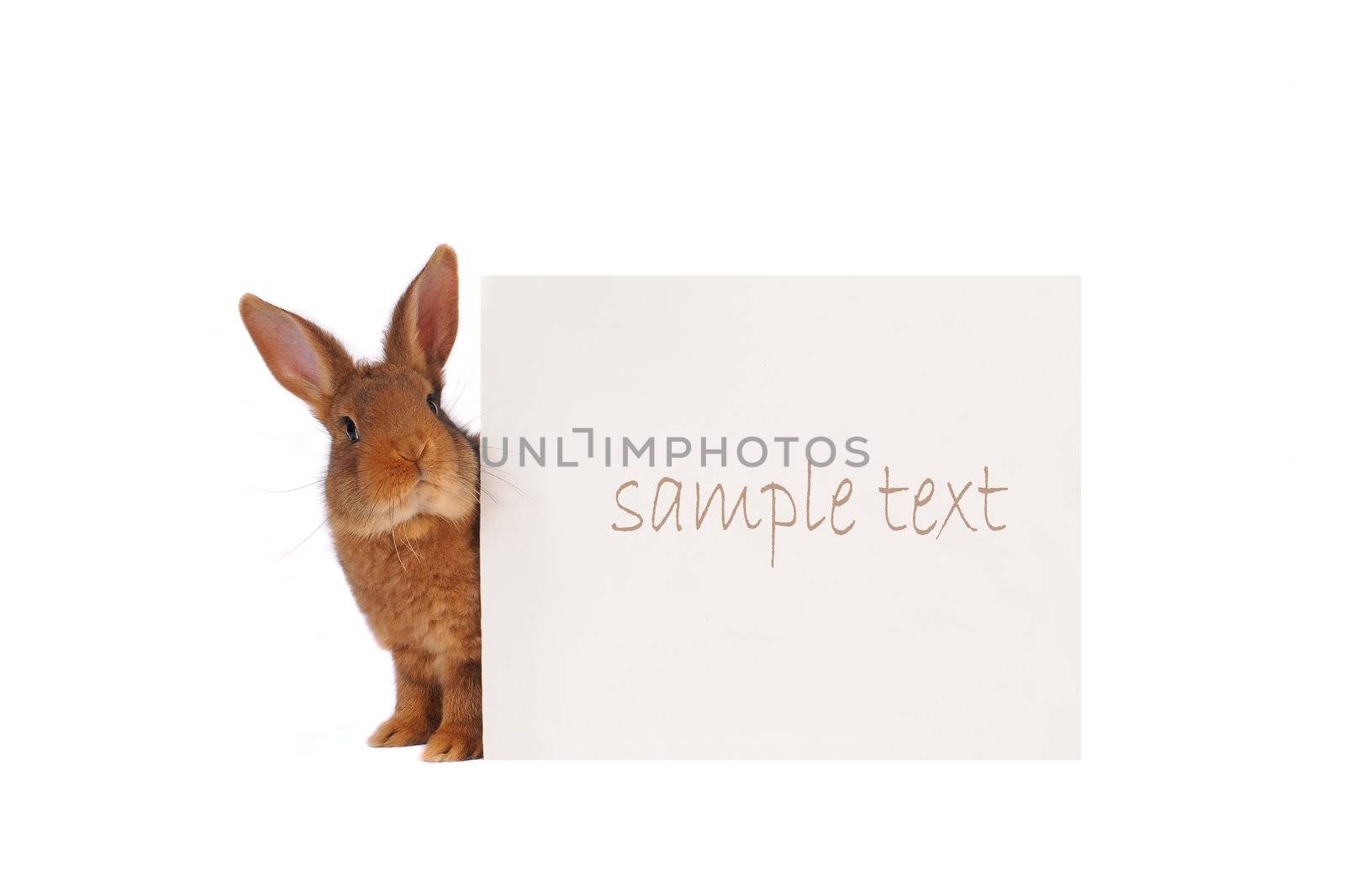 Rabbit with with a white background for text drawing