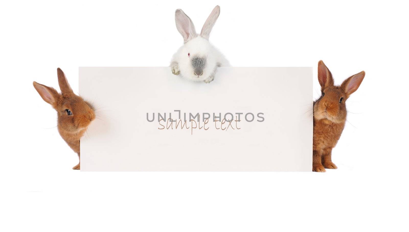 three rabbit with with a white background for text drawing