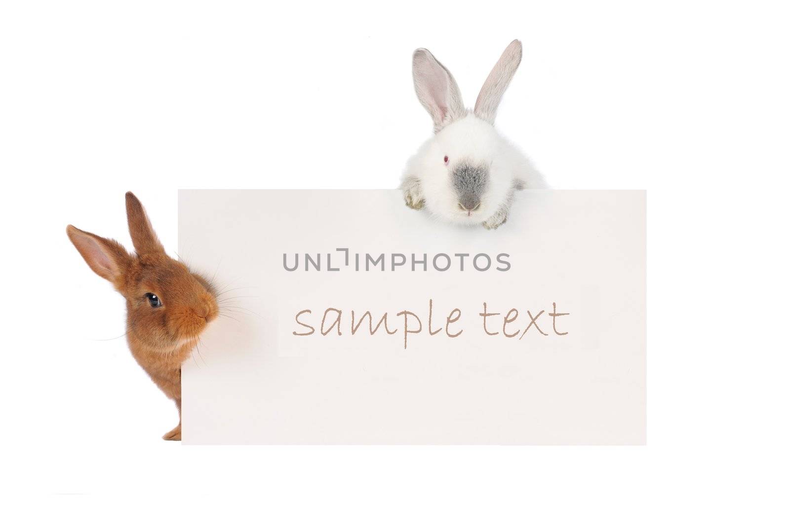 three rabbit with with a white background for text drawing