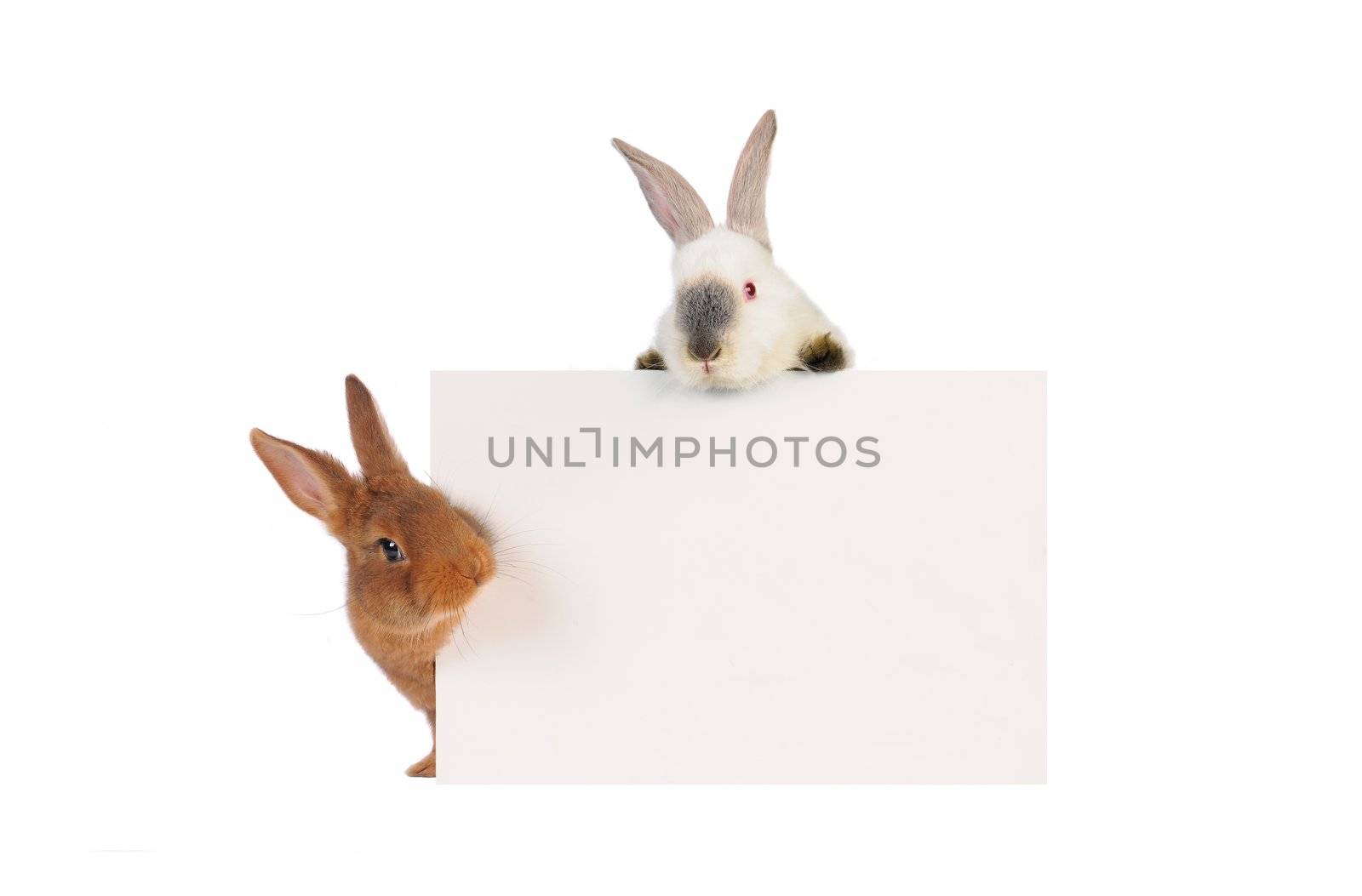 three rabbit with with a white background for text drawing