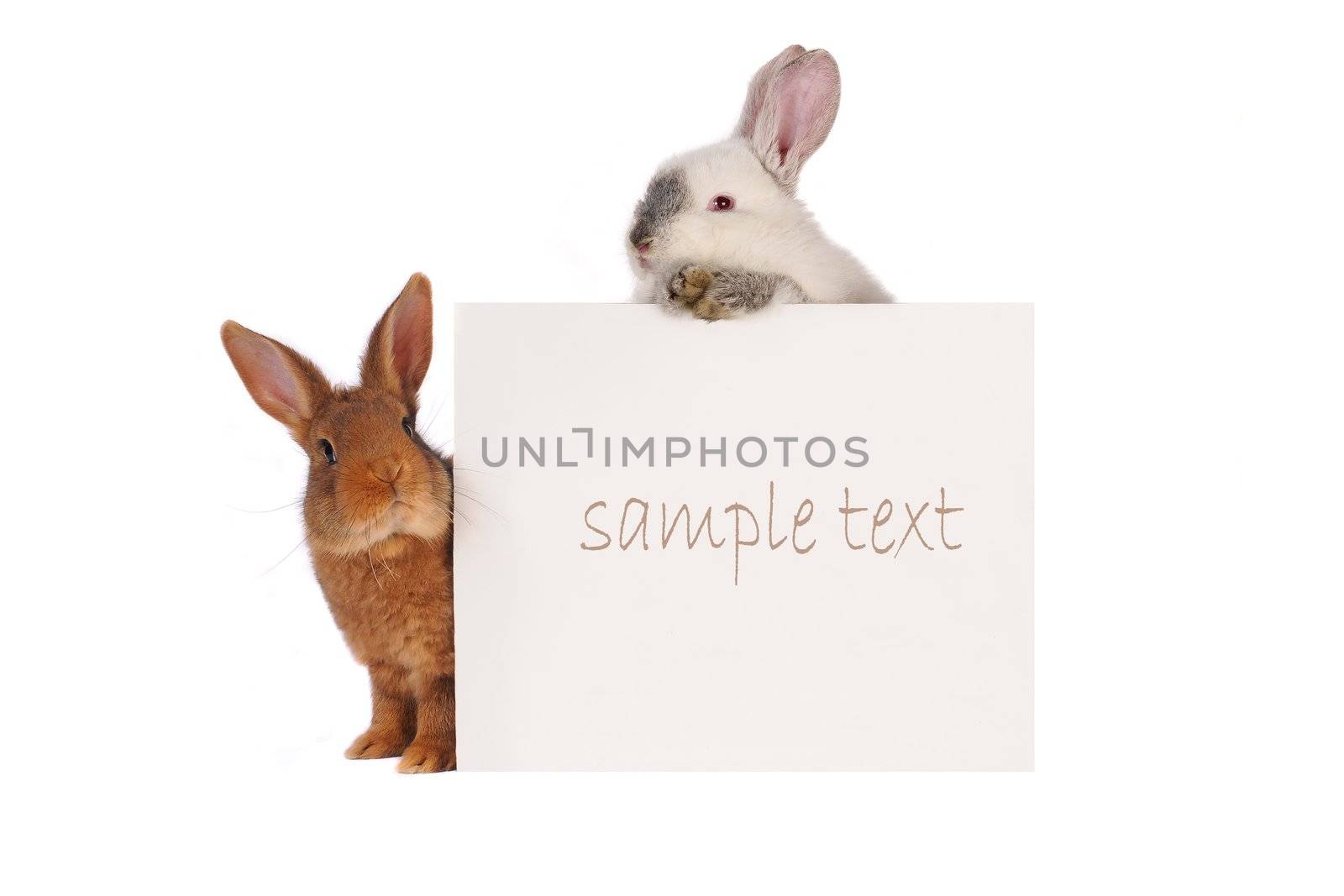 Rabbit with with a white background for text drawing