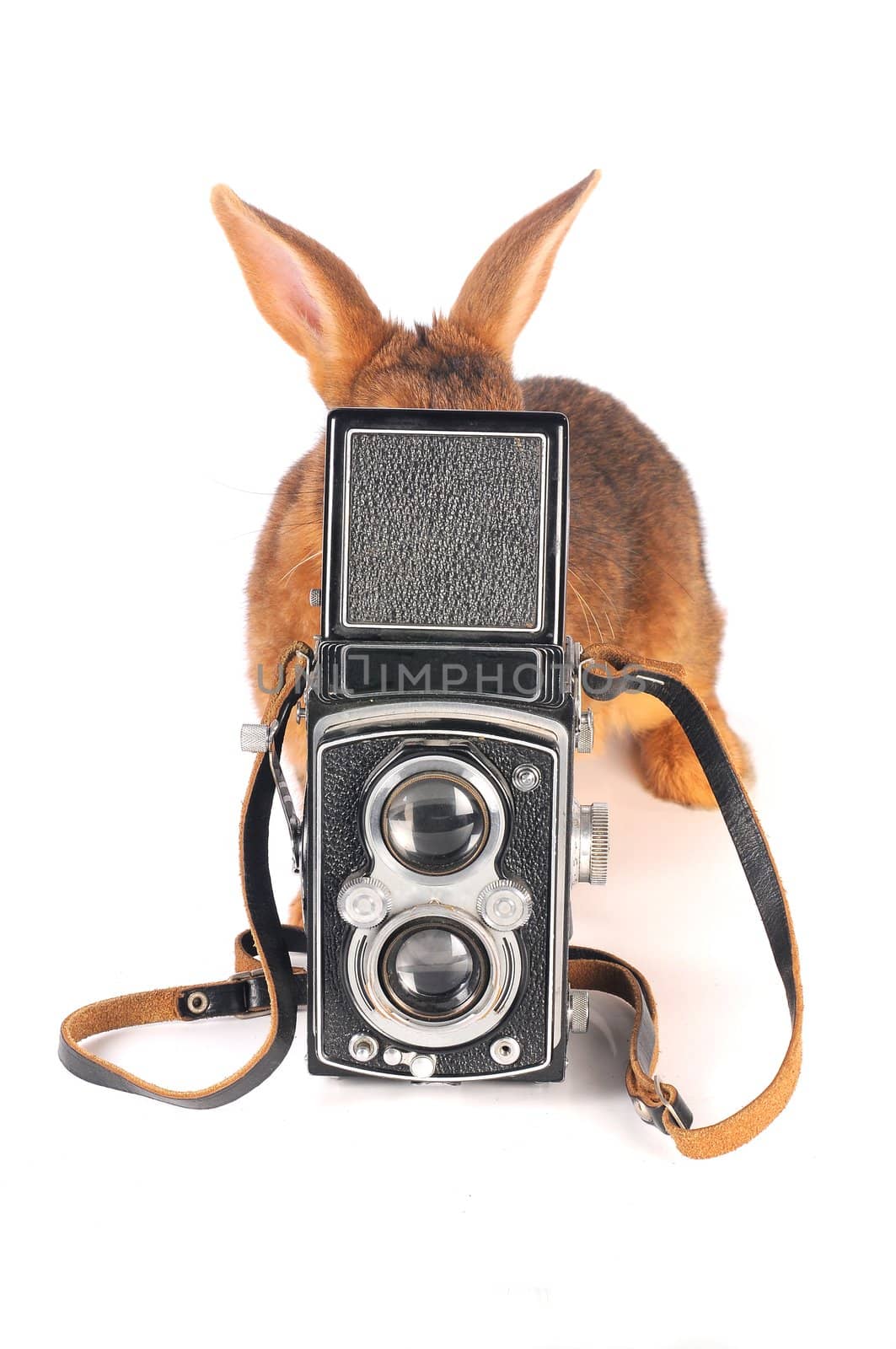 Brown Rabbit on white background