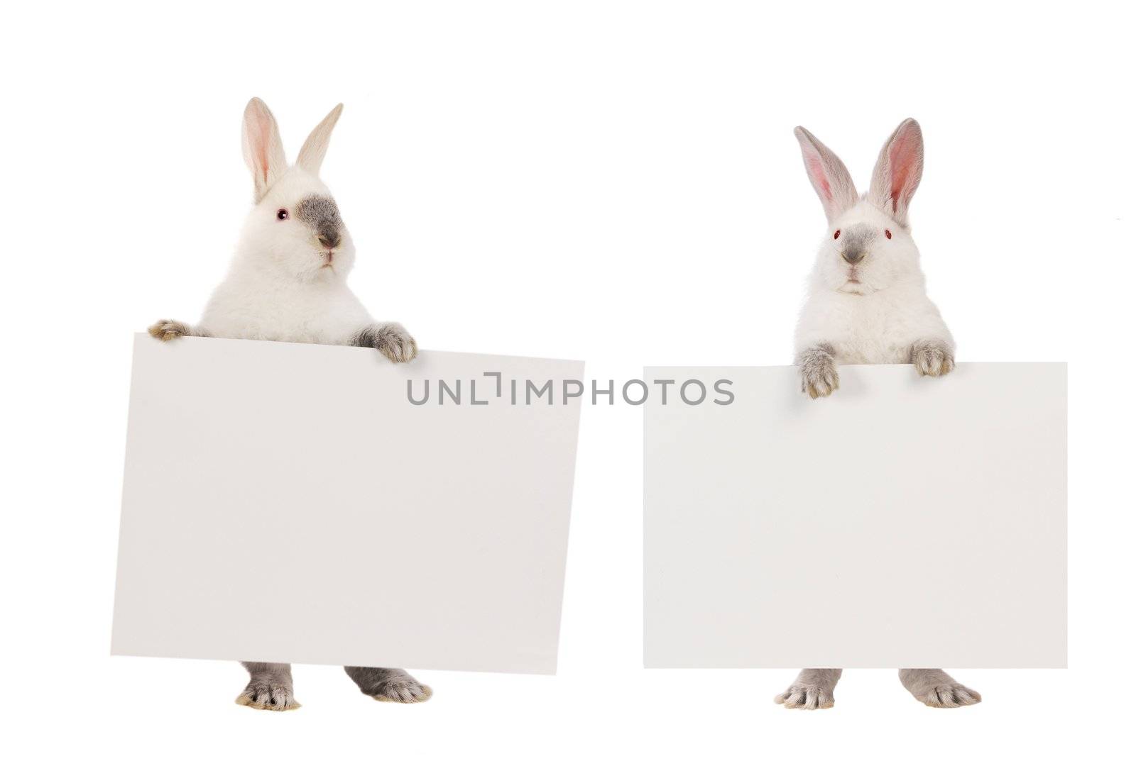 two, rabbit  with a white background for text drawing