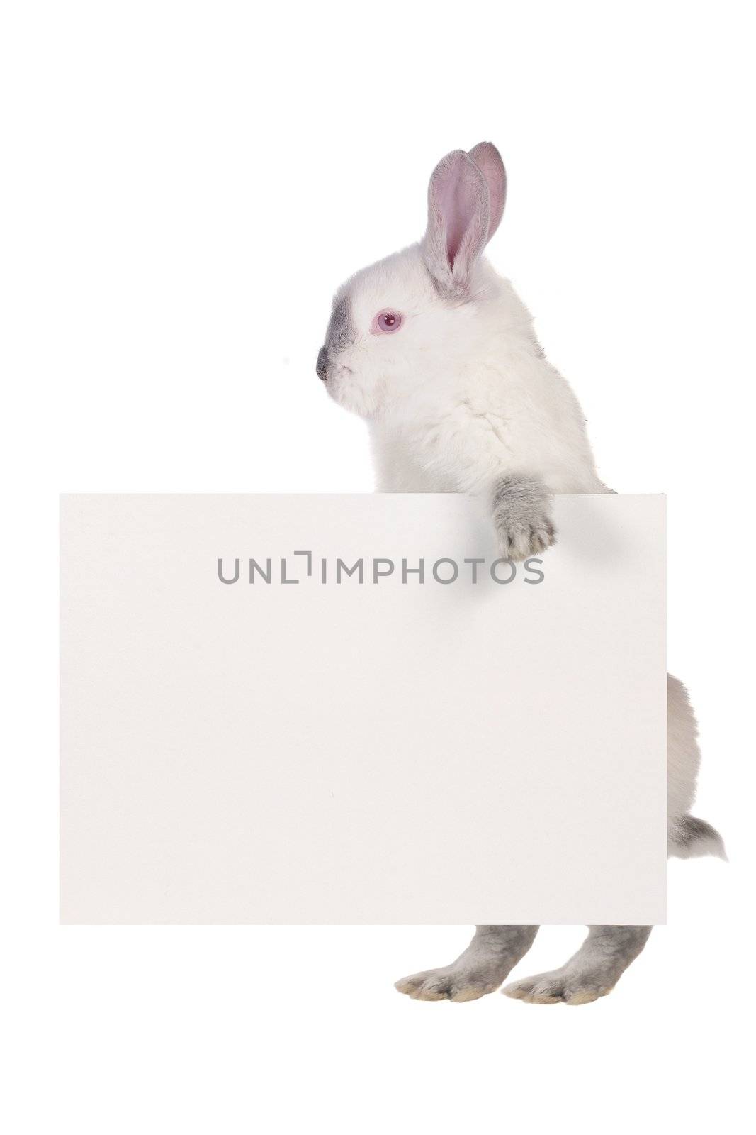 rabbit with a white background for text drawing