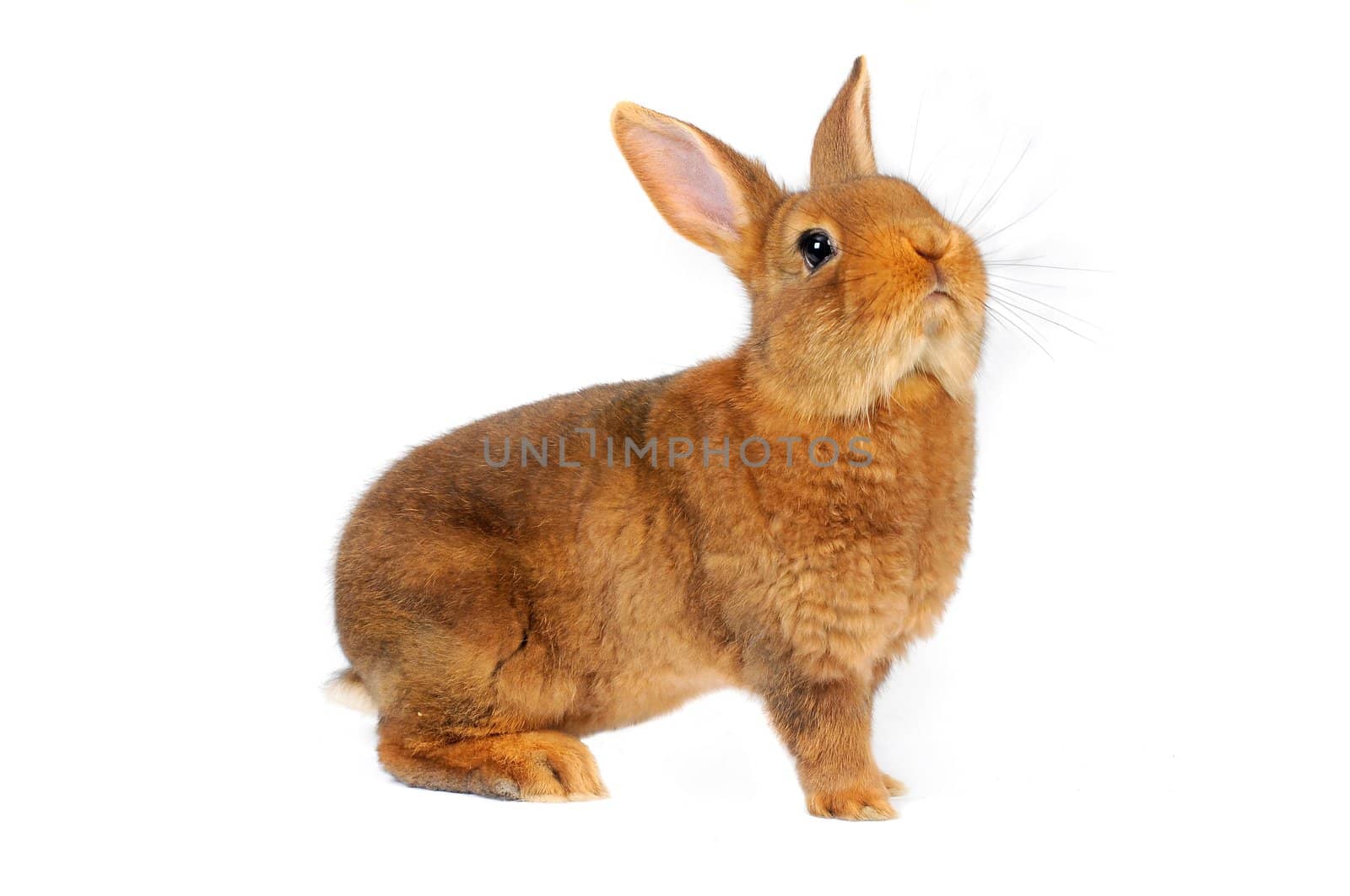 Brown Rabbit on white background