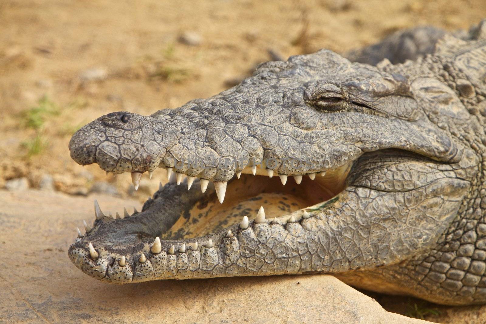 African crocodile, close up view
