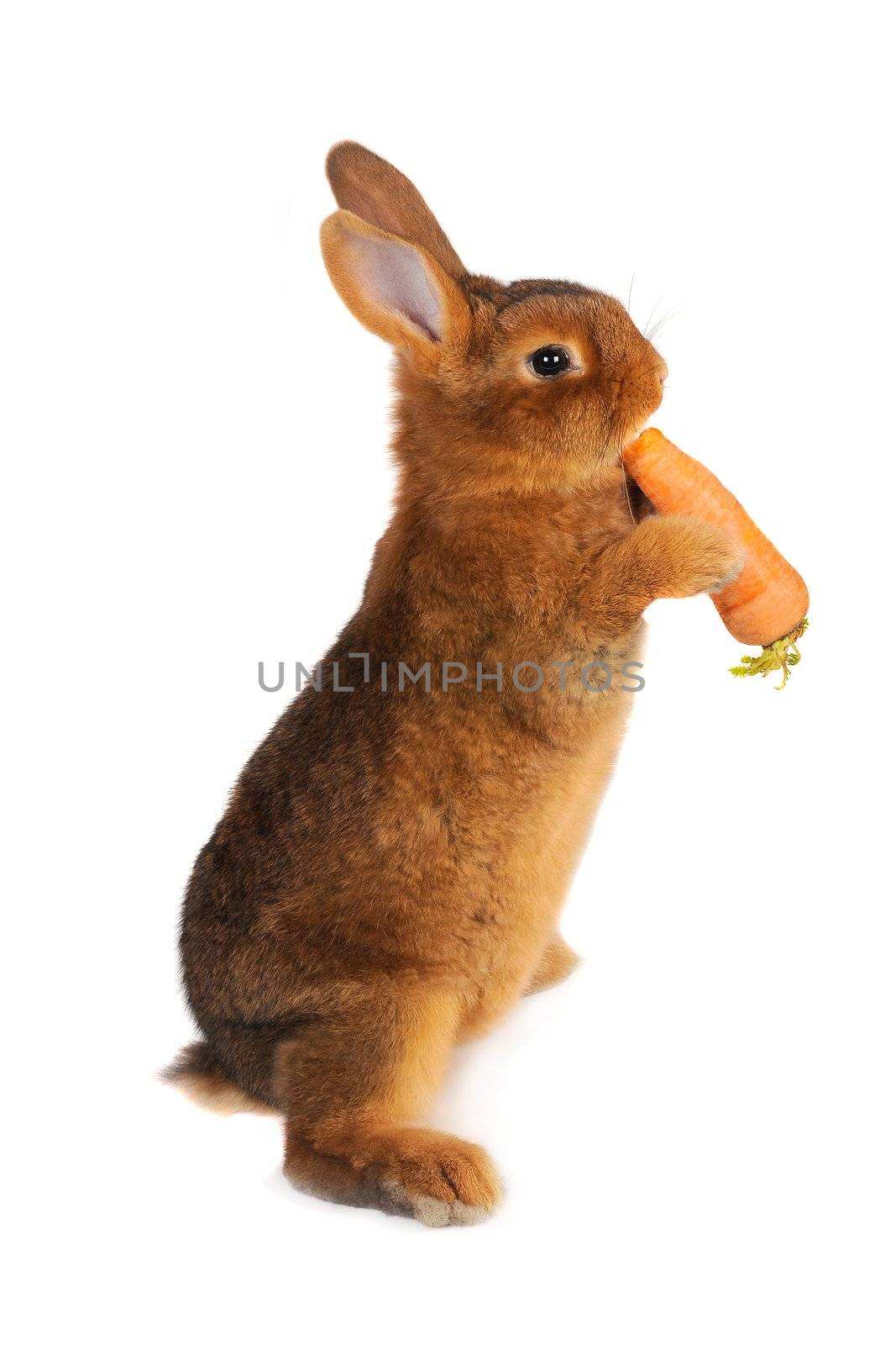 Rabbit with carrot in paws �n a white background