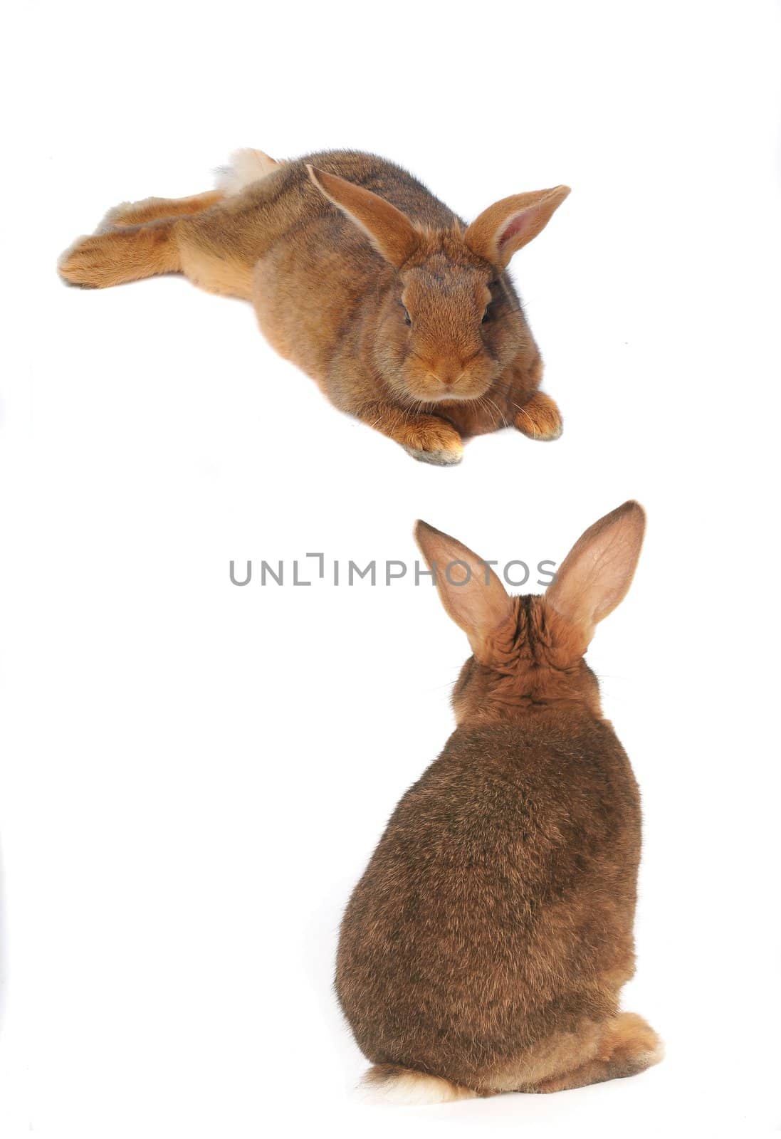 Two Rabbits on white background