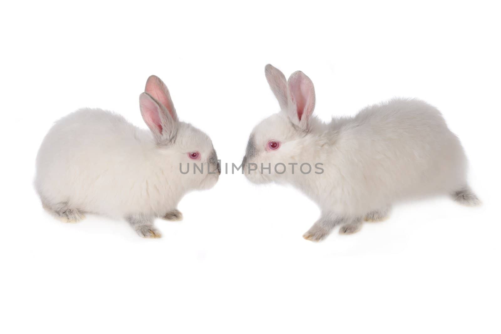 Two rabbits  on white background