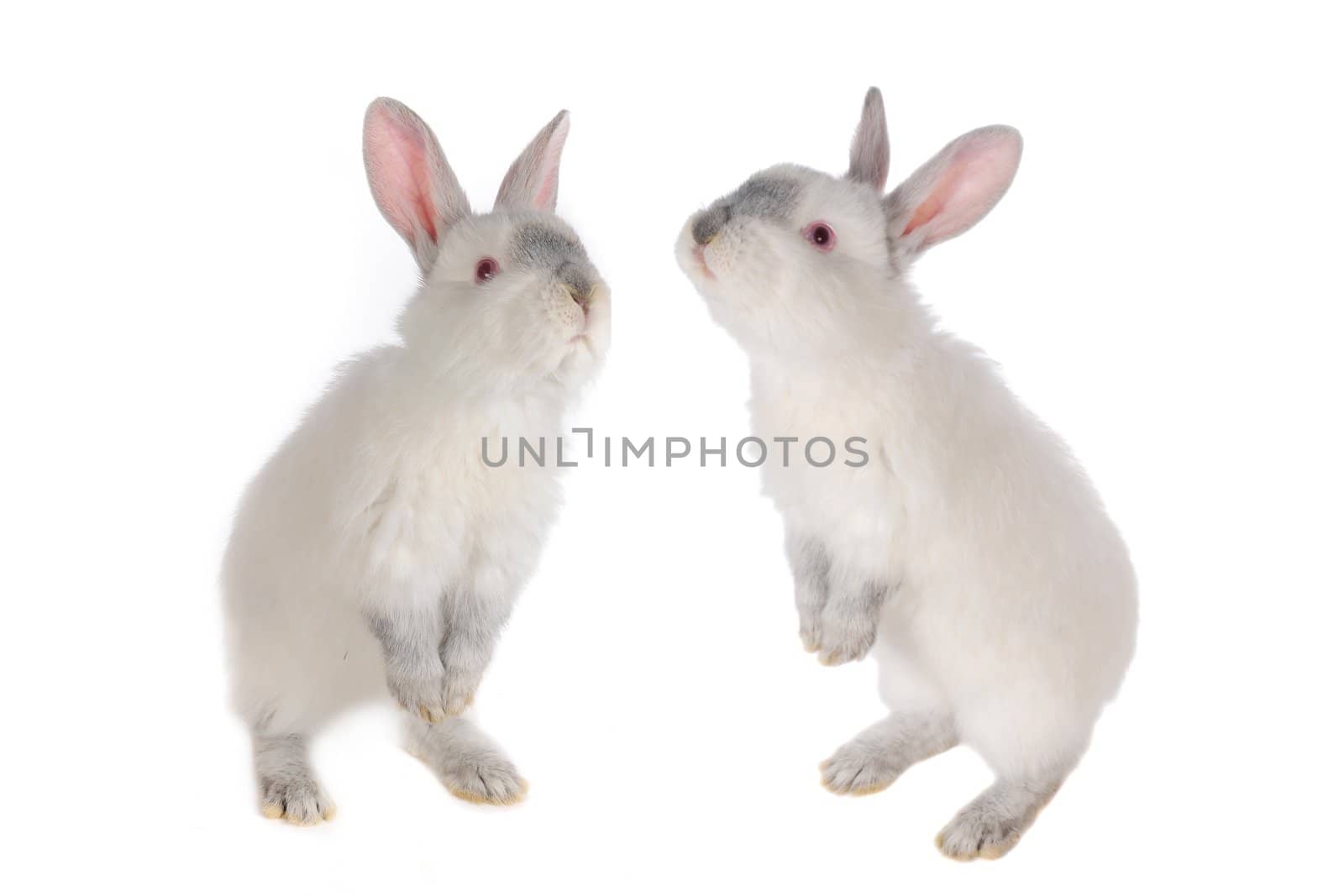  two white rabbit with red eyes