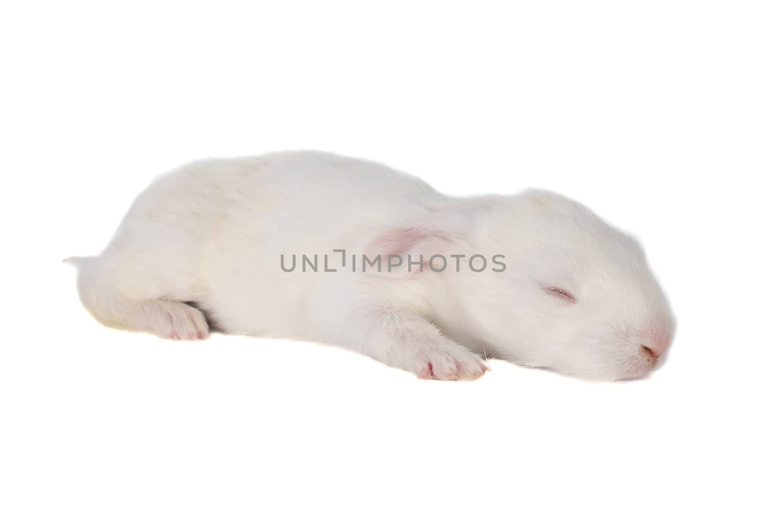 baby small on a white background