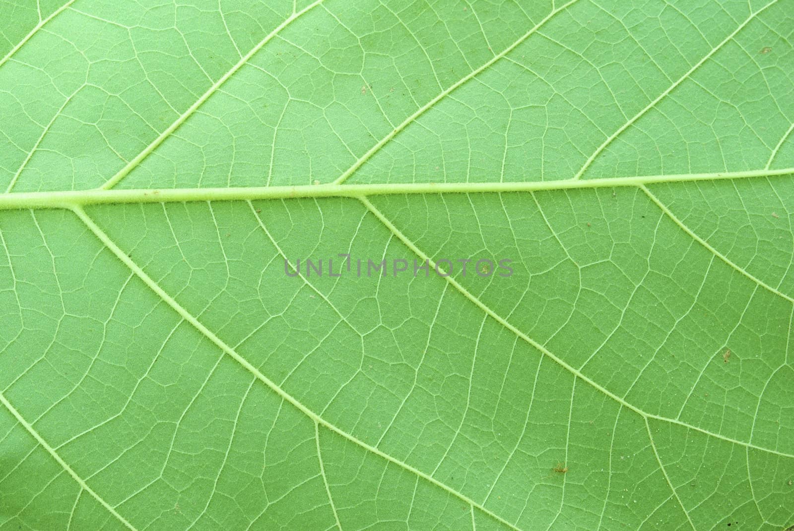 Texture of a green leaf as background