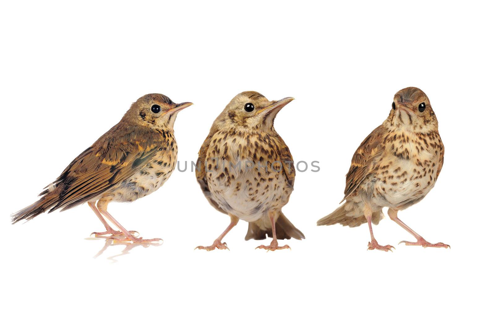 song thrush  on a white background