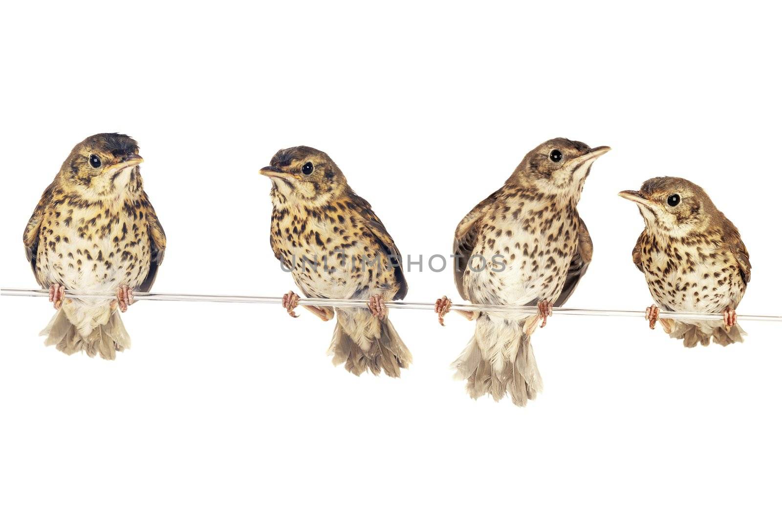 two song thrush  on a white background
