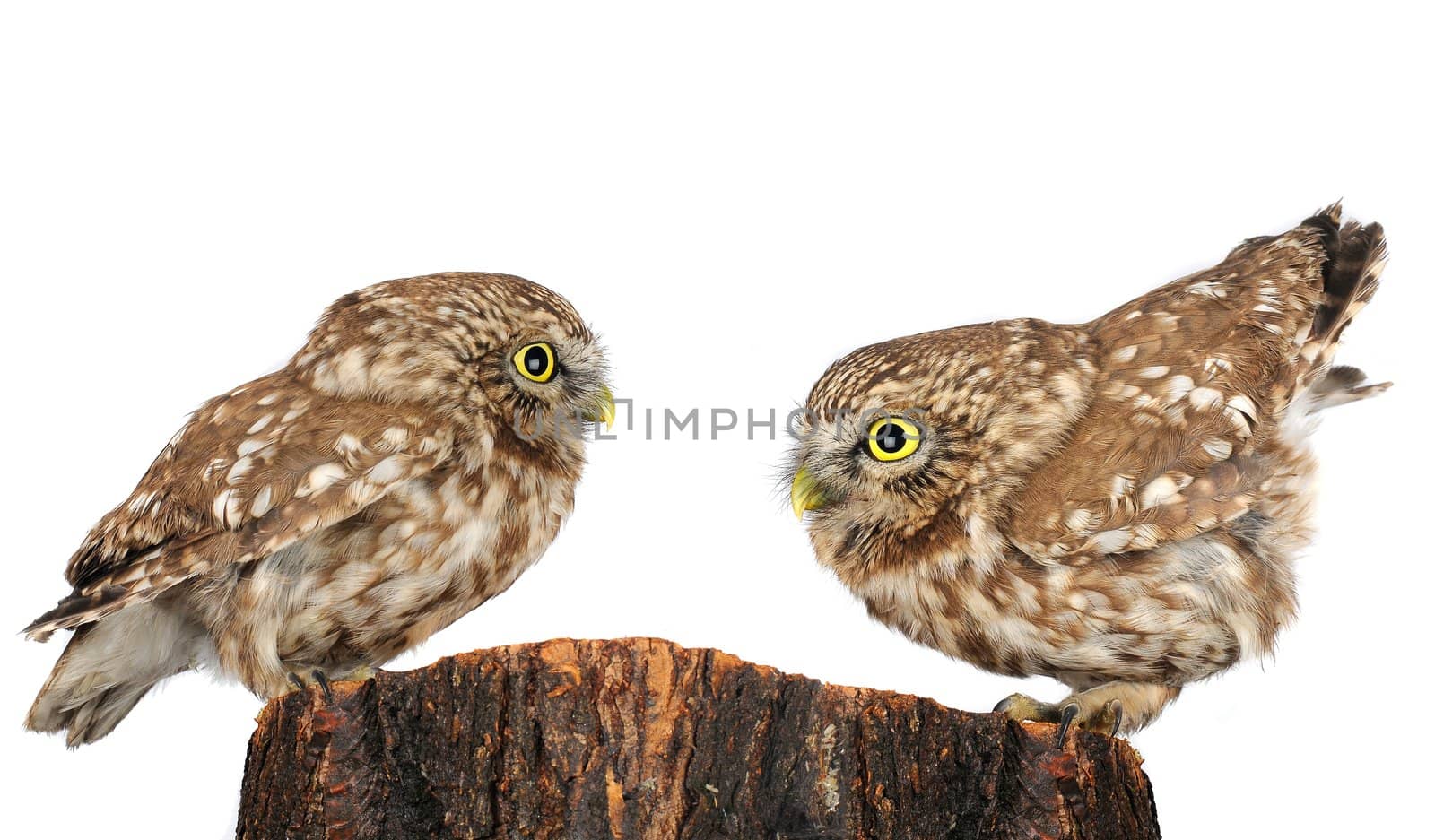 two owl the isolated sitting on hemp