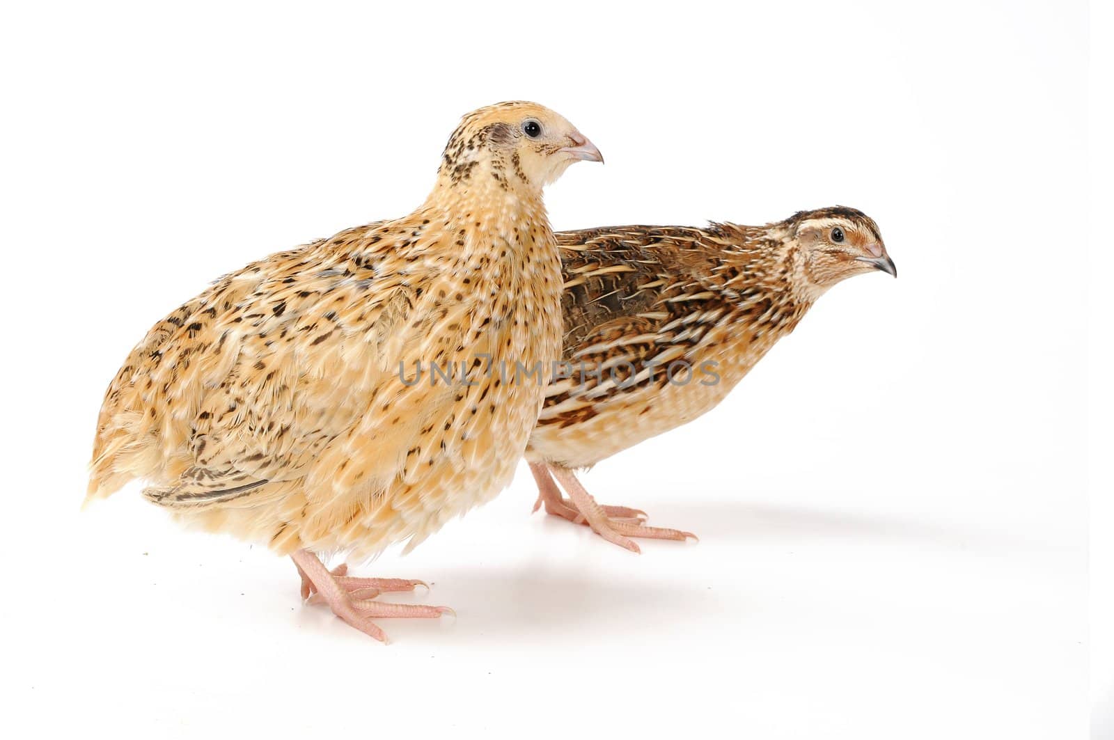 adult quail isolated on white background