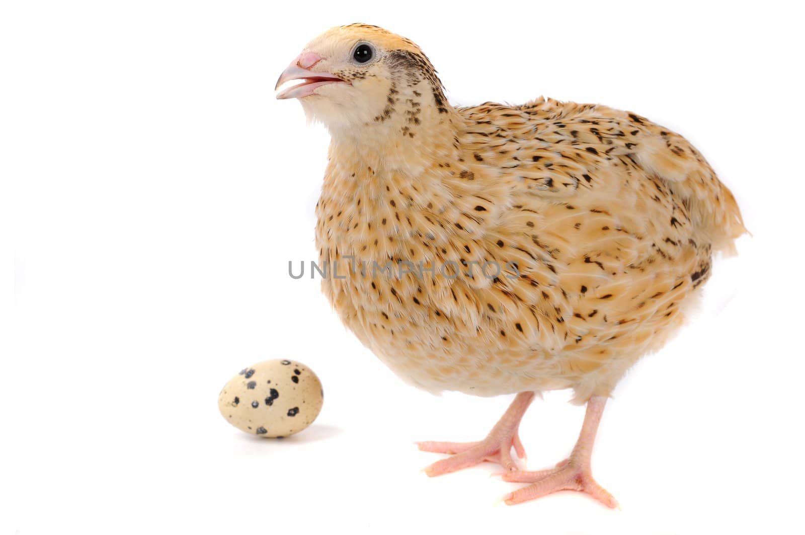 adult quail isolated on white background