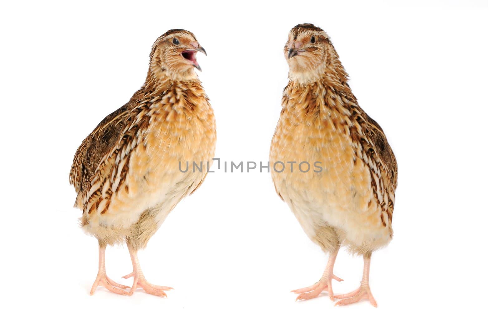 adult quail isolated on white background