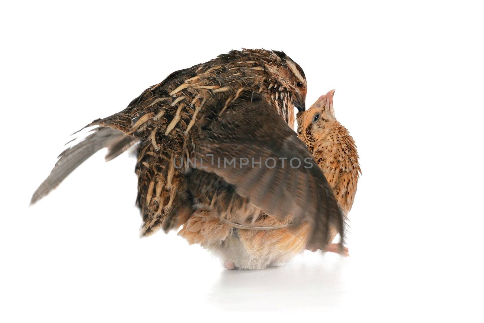 reproduction quail on a white background