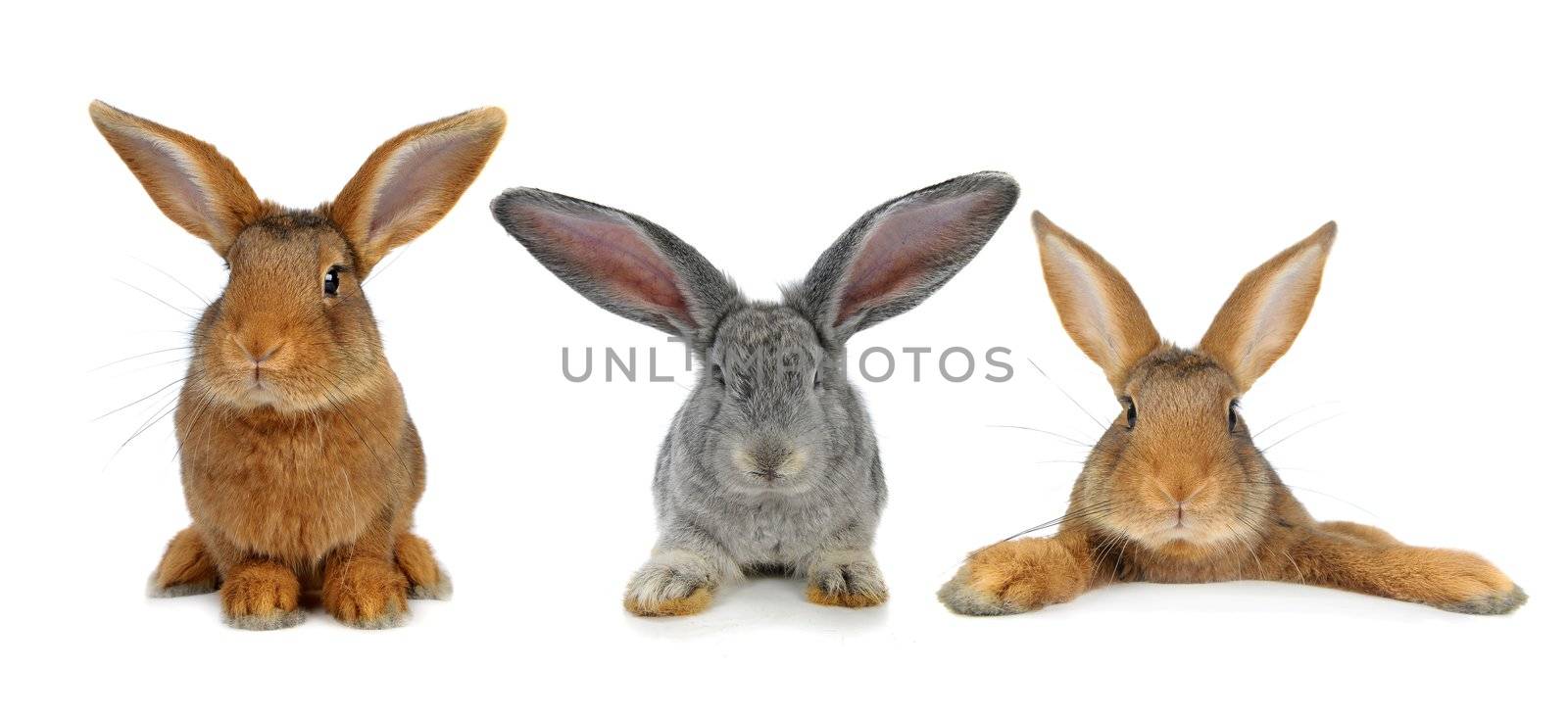 three brown rabbit on white background