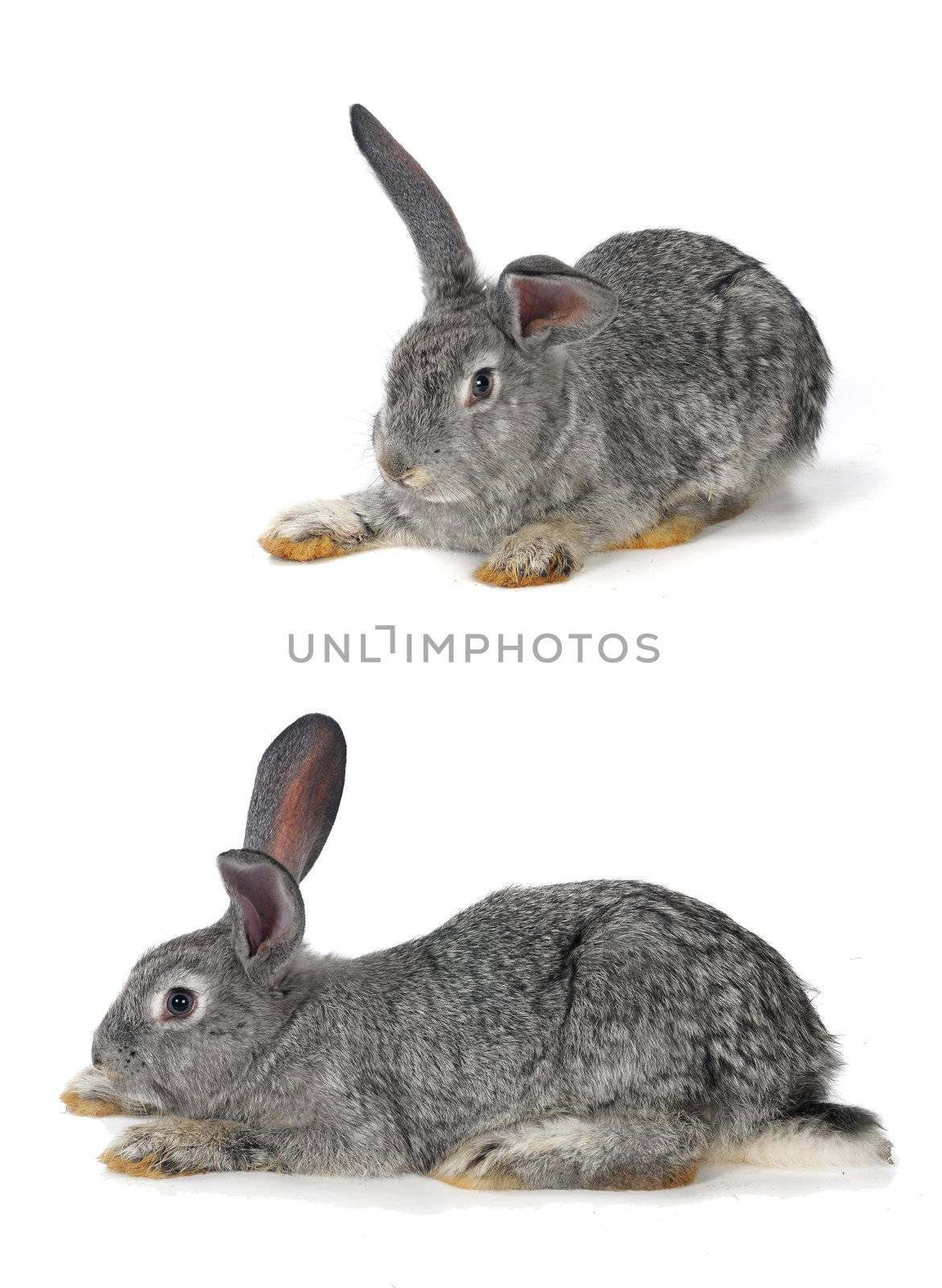 grey rabbit  by panbazil