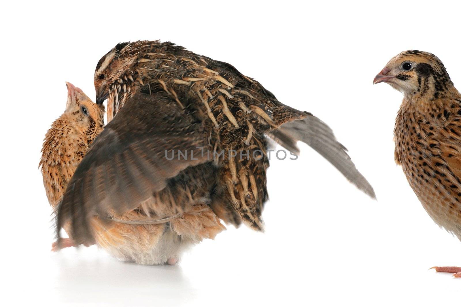 reproduction quail on a white background