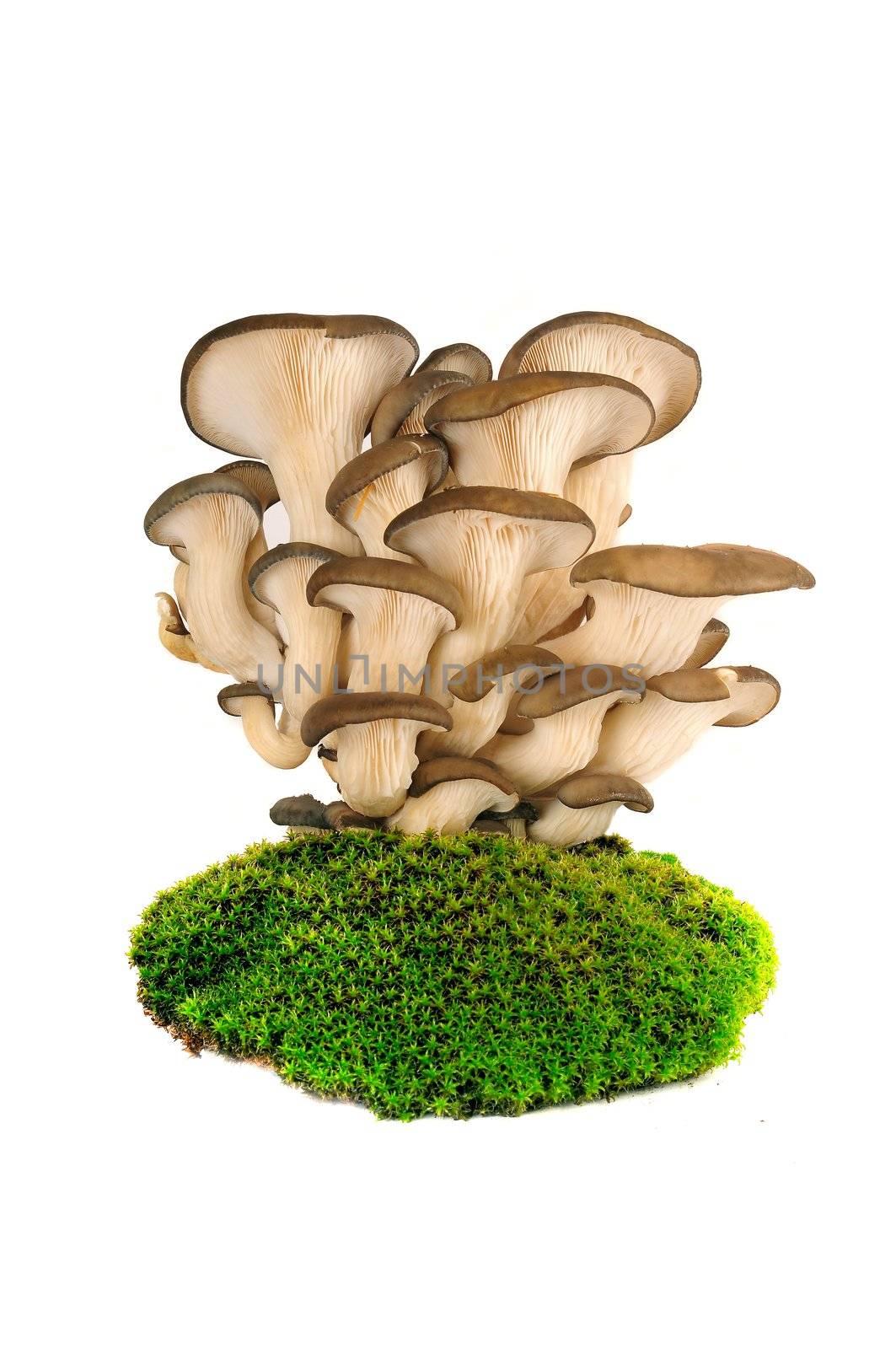 Oyster mushrooms by panbazil