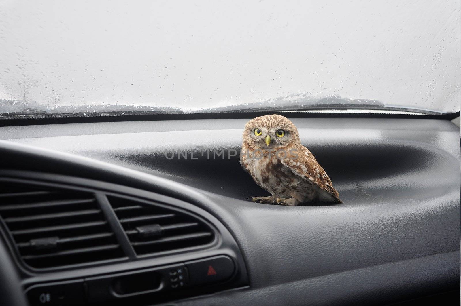 owl sitting in the car