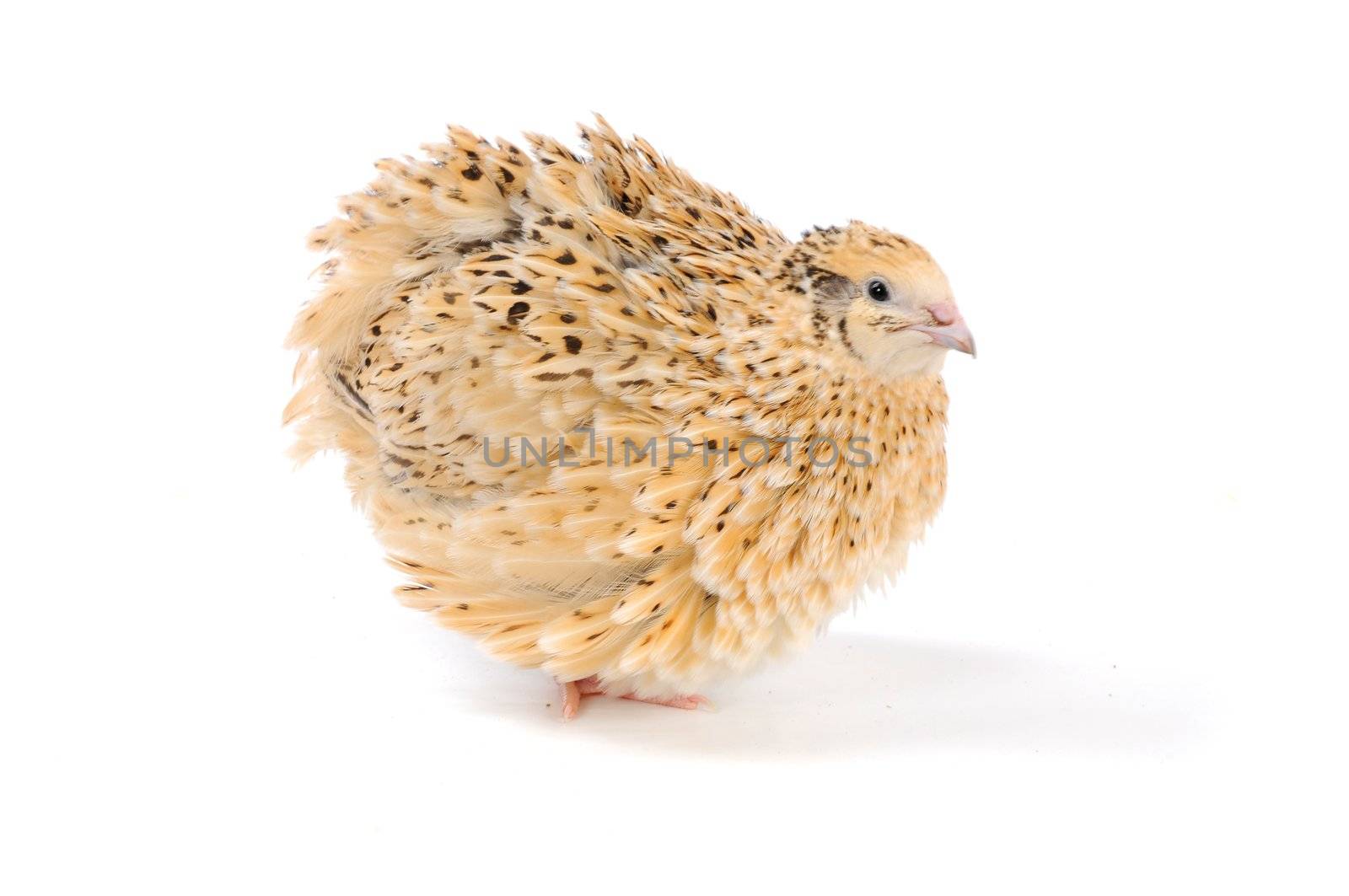 adult quail isolated on white background