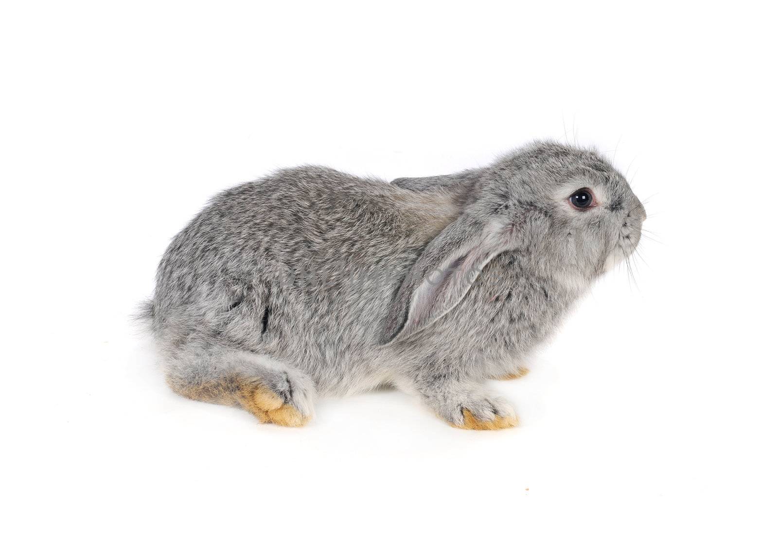 grey rabbit  by panbazil