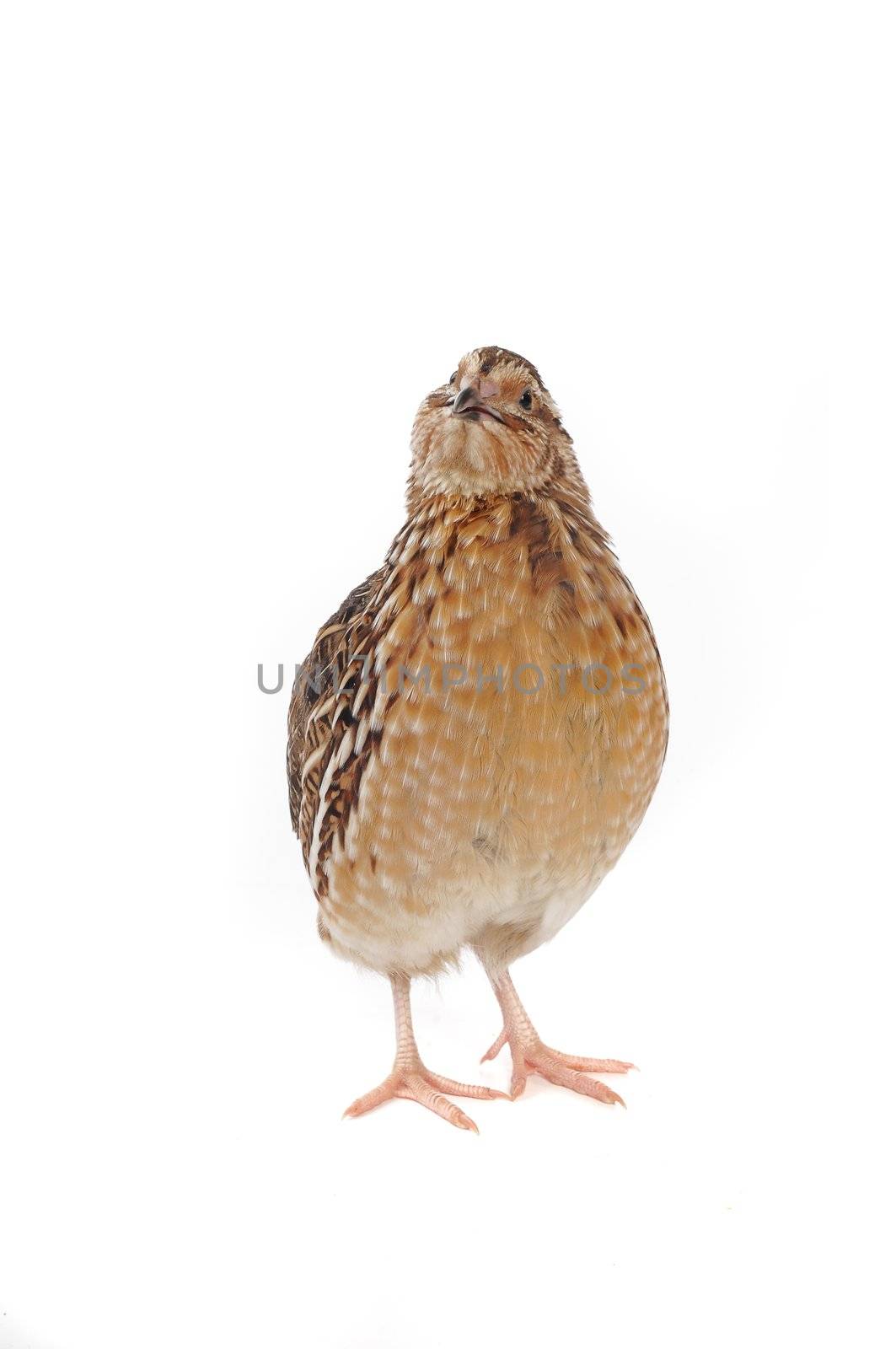 adult quail isolated on white background